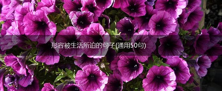 形容被生活所迫的句子(通用50句),第1张
