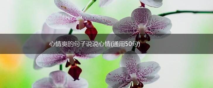 心情爽的句子说说心情(通用50句),第1张