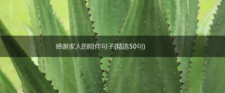 感谢家人的陪伴句子(精选50句),第1张