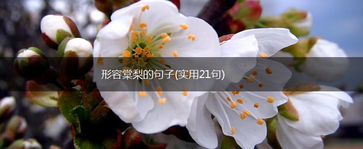 形容棠梨的句子(实用21句),第1张