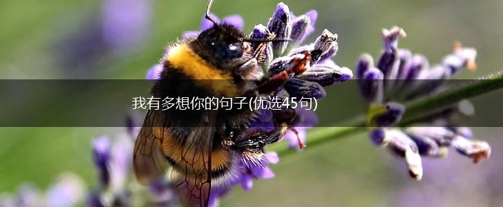 我有多想你的句子(优选45句),第1张