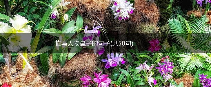 描写人物鼻子的句子(共50句),第1张
