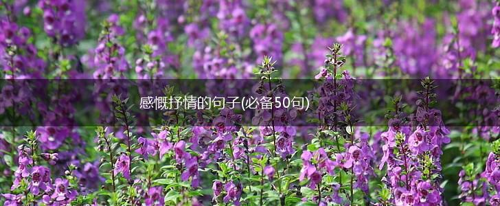 感慨抒情的句子(必备50句),第1张