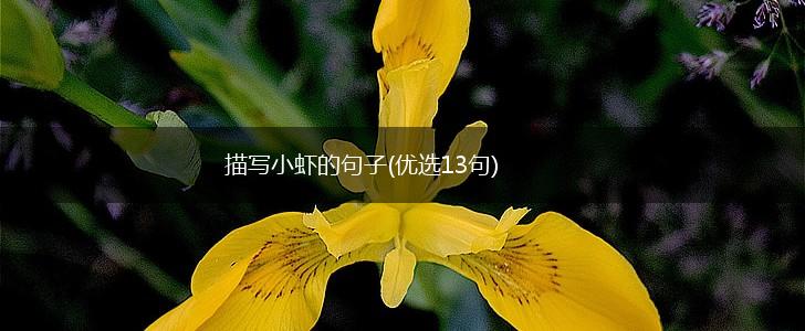 描写小虾的句子(优选13句),第1张