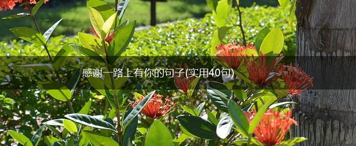 感谢一路上有你的句子(实用40句),第1张