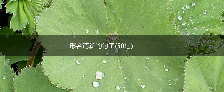 形容清新的句子(50句),第1张