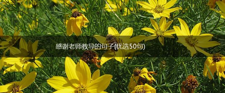 感谢老师教导的句子(优选50句),第1张