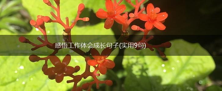 感悟工作体会成长句子(实用9句),第1张