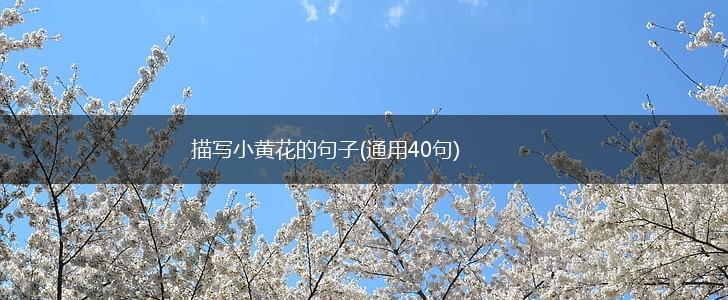 描写小黄花的句子(通用40句),第1张