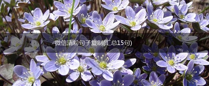 微信清粉句子复制(汇总15句),第1张