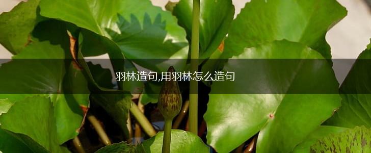 羽林造句,用羽林怎么造句,第1张 羽林造句,用羽林怎么造句,第1张