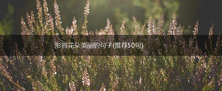 形容花朵美丽的句子(推荐50句),第1张