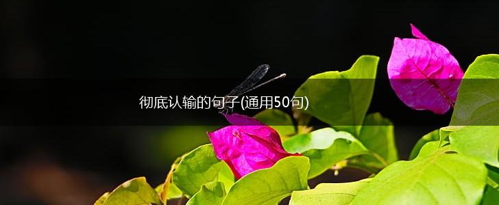 彻底认输的句子(通用50句),第1张