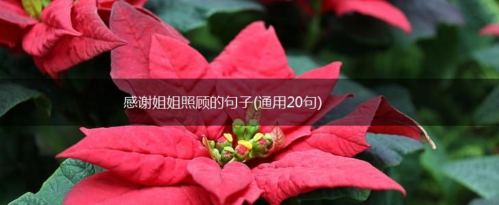 感谢姐姐照顾的句子(通用20句),第1张