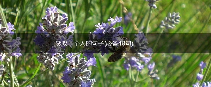 感叹一个人的句子(必备48句),第1张