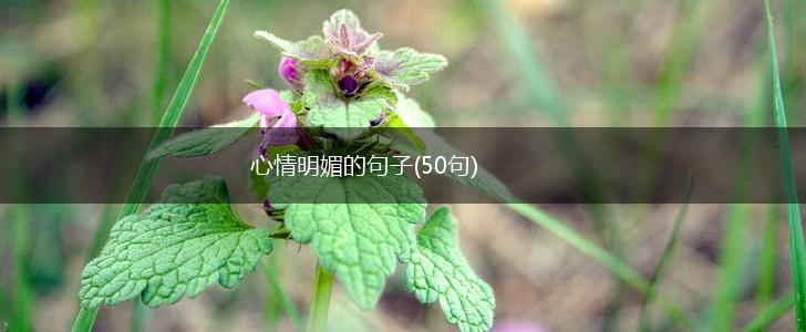 心情明媚的句子(50句),第1张