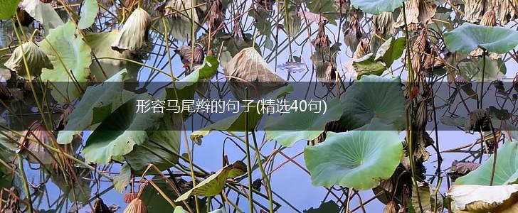 形容马尾辫的句子(精选40句),第1张