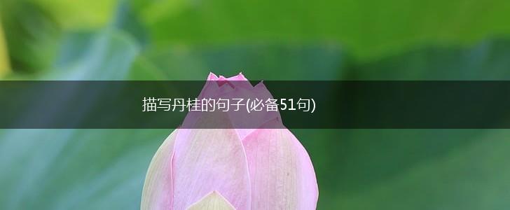 描写丹桂的句子(必备51句),第1张