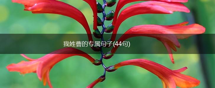 我姓曹的专属句子(44句),第1张