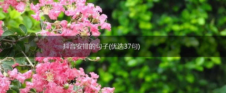 抖音安排的句子(优选37句),第1张