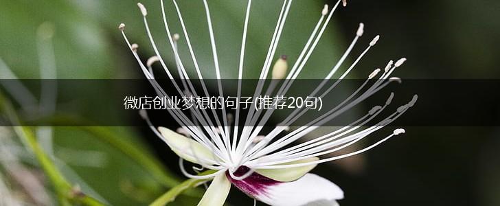 微店创业梦想的句子(推荐20句),第1张
