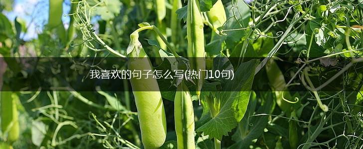 我喜欢的句子怎么写(热门10句),第1张