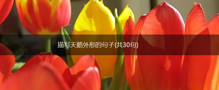 描写天鹅外形的句子(共30句),第1张