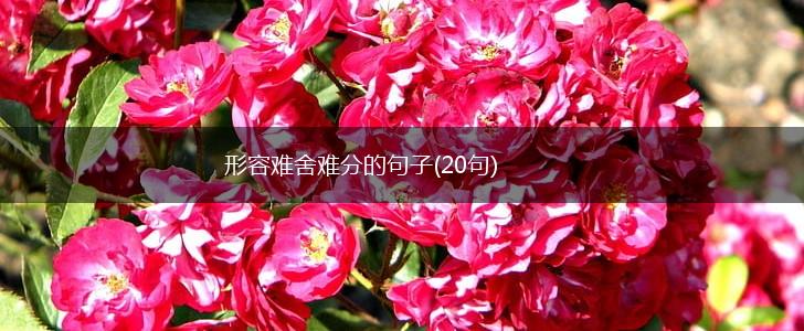 形容难舍难分的句子(20句),第1张