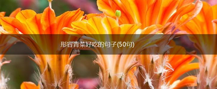 形容青菜好吃的句子(50句),第1张