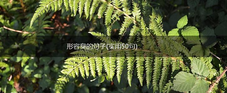 形容臭的句子(实用50句),第1张
