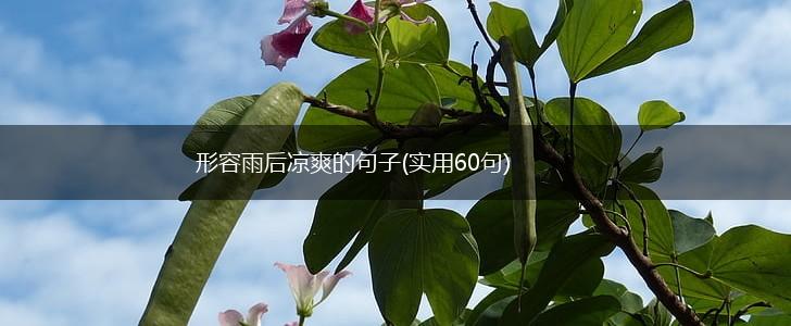 形容雨后凉爽的句子(实用60句),第1张