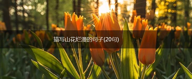 描写山花烂漫的句子(20句),第1张