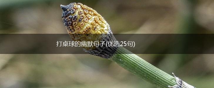 打桌球的幽默句子(优选25句),第1张