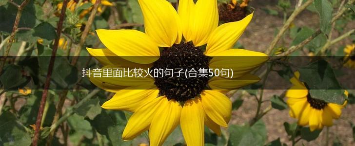 抖音里面比较火的句子(合集50句),第1张