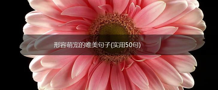 形容萌宠的唯美句子(实用50句),第1张