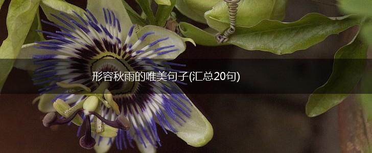 形容秋雨的唯美句子(汇总20句),第1张