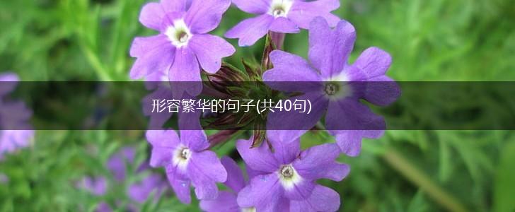 形容繁华的句子(共40句),第1张