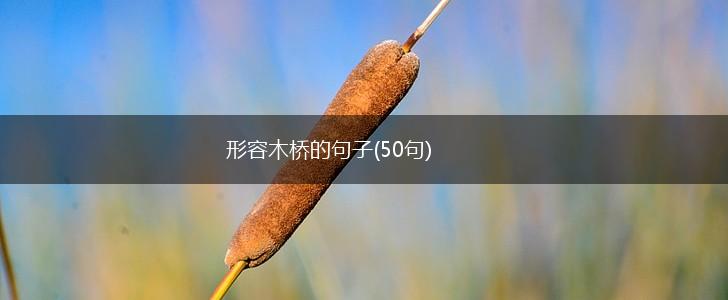 形容木桥的句子(50句),第1张