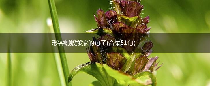 形容蚂蚁搬家的句子(合集51句),第1张