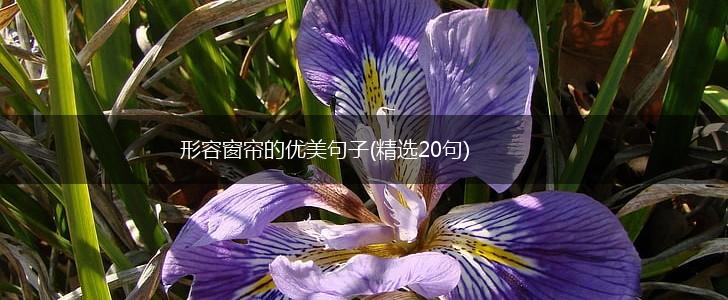 形容窗帘的优美句子(精选20句),第1张