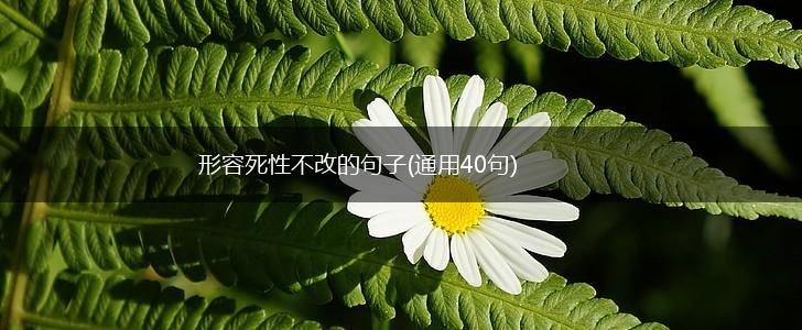 形容死性不改的句子(通用40句),第1张