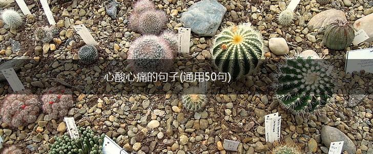 心酸心痛的句子(通用50句),第1张