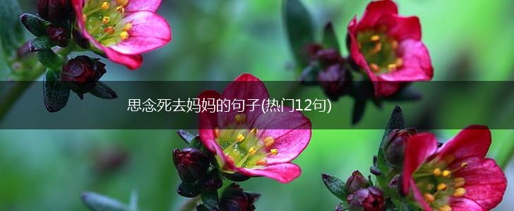 思念死去妈妈的句子(热门12句),第1张