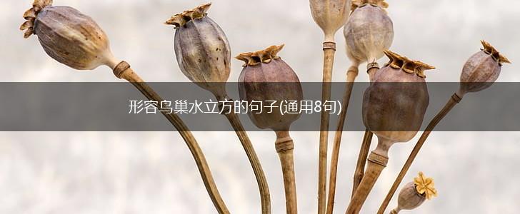 形容鸟巢水立方的句子(通用8句),第1张