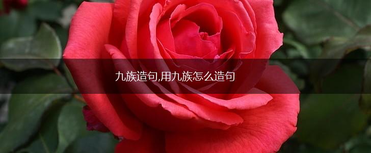 九族造句,用九族怎么造句,第1张 九族造句,用九族怎么造句,第1张