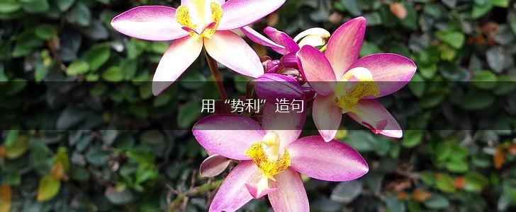 用“势利”造句,第1张 用“势利”造句,第1张