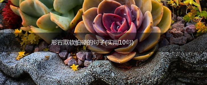 形容欺软怕硬的句子(实用10句),第1张
