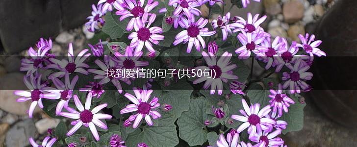 找到爱情的句子(共50句),第1张