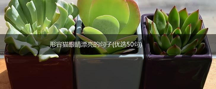 形容猫眼睛漂亮的句子(优选50句),第1张