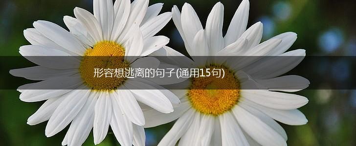 形容想逃离的句子(通用15句),第1张